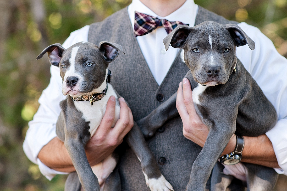 2 cute puppies on wedding day