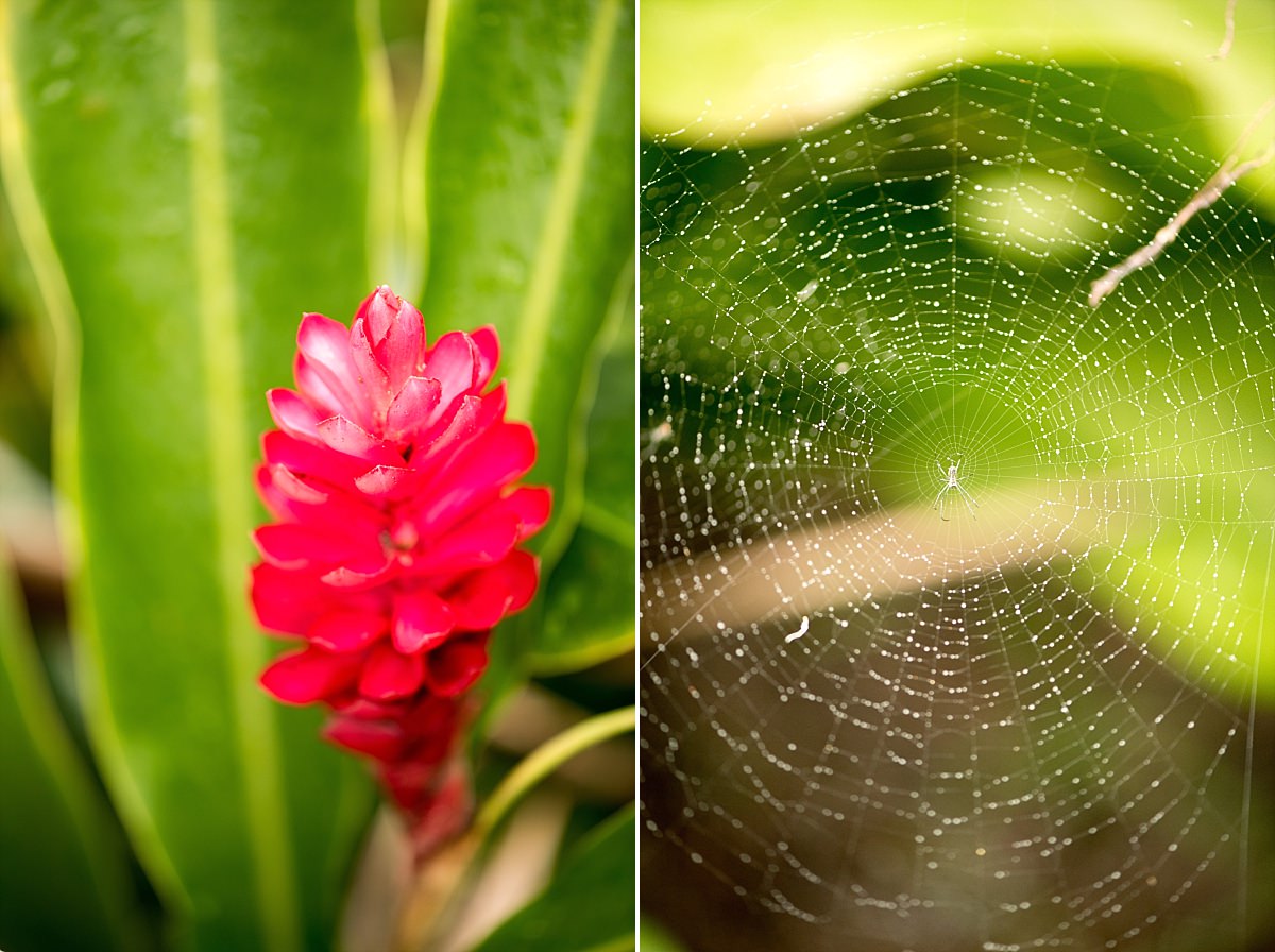 Vibrant photo of tropical location spider